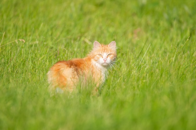 Red cat walks in the sun on the lawn on the grass