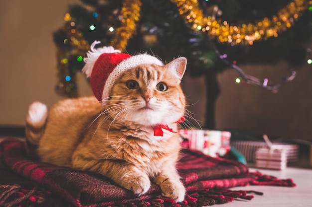 赤い猫はクリスマスツリーの下でサンタさんの帽子をかぶっています。クリスマスと新年のコンセプト