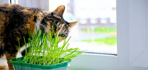 A red cat on the window has grass as animal food