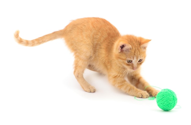 Foto gatto rosso con una palla