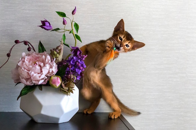 Red cat with flower vase