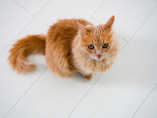 red cat with green eyes looking straight towards camera.