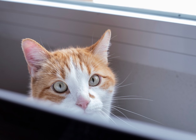 red cat with pretty eyes indoors