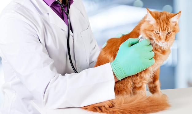 Red cat with veterinarian doctor. Veterinary clinic.