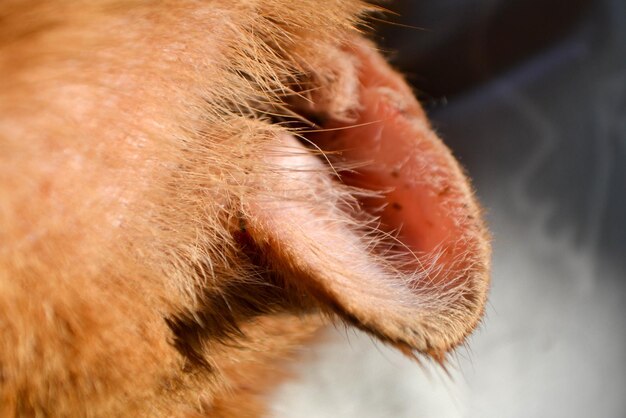 Photo red cat with a wounded ear after a fight with another cat