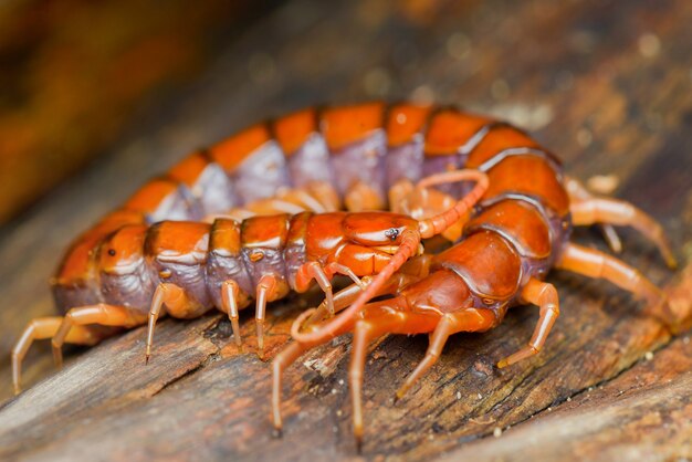 熱帯林の木材に赤いムカデ