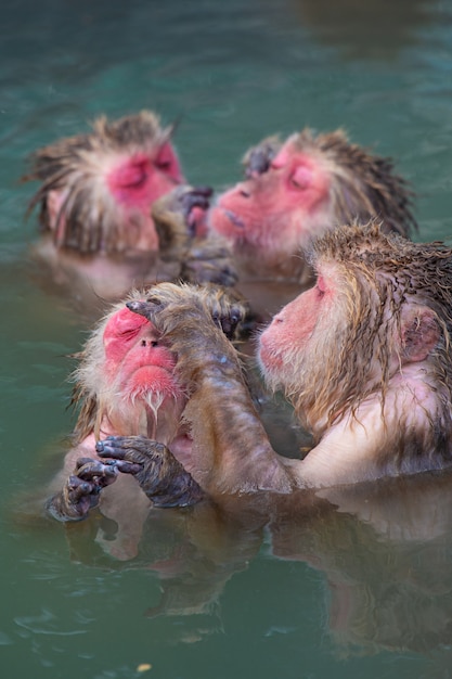 Red-cheeked monkey in a hot spring in Japan