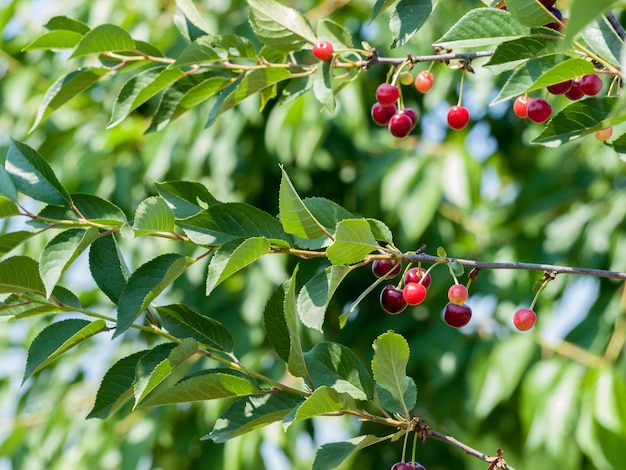 Red cherries on branches of the tree in the garden in sunny summer day with green leaves