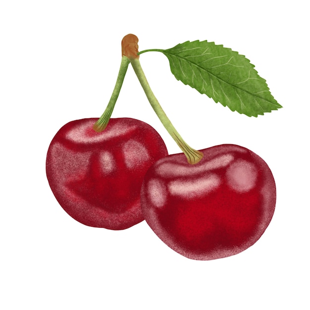 Red Cherries Illustration