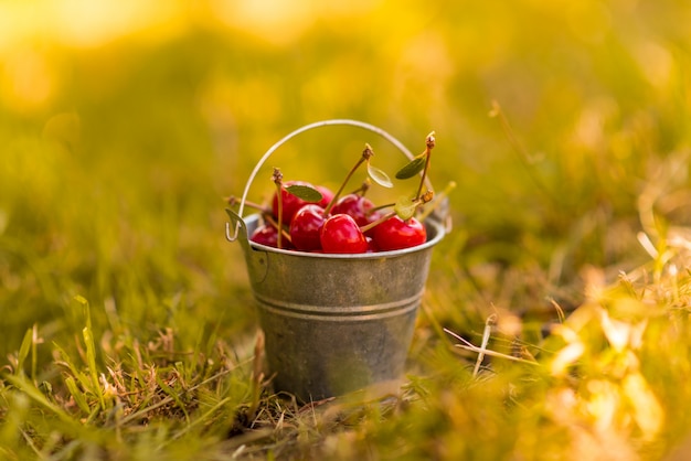 Red cherries in the metal bucket on the grass