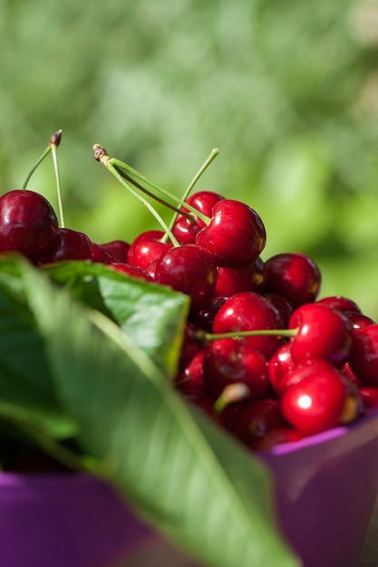 Photo red cherries in pink bowl on wooden table