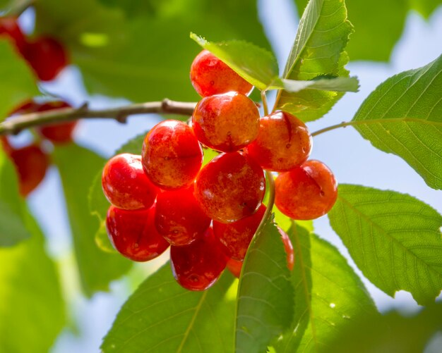 Red cherries Prunus avium on the branches of a tree in a garden in Greece