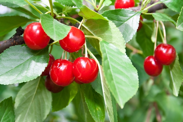 Red cherries on a tree branch