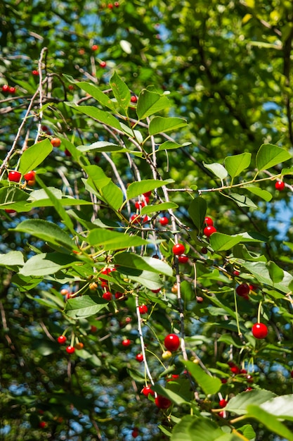 Red cherries on tree