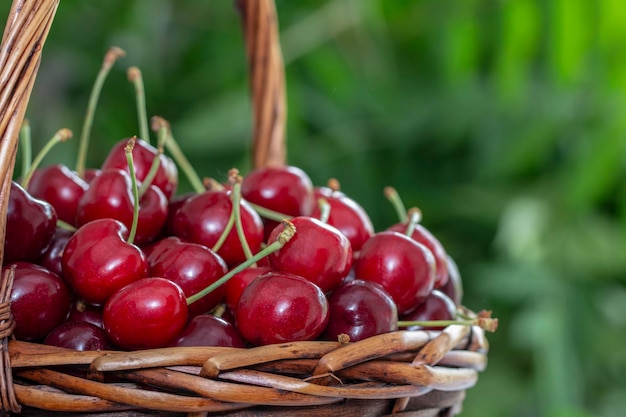 Red cherries in a wicker basket