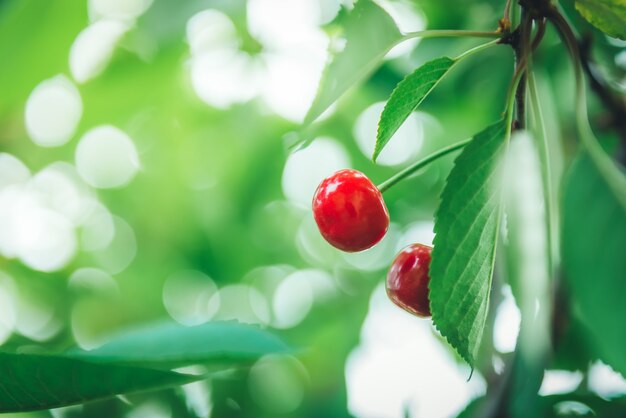 初夏の枝に赤いチェリーベリー