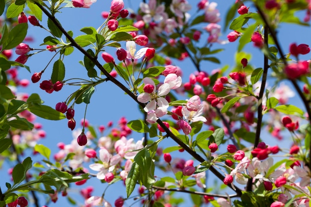 春の赤い桜、果樹園の桜と赤い花