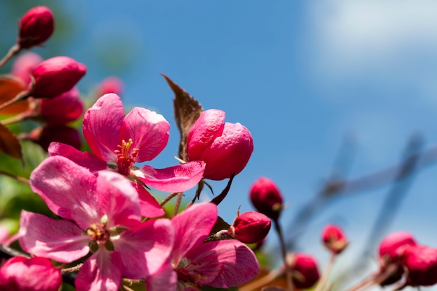 Photo red cherry blossom in spring