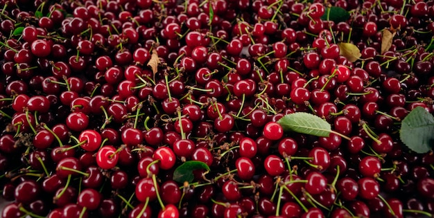 Red cherry Bunch of ripe cherries with stems