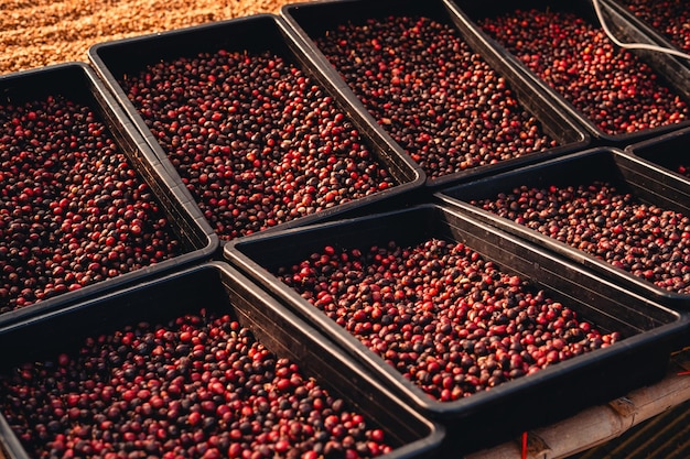 red cherry coffee beans In the basket drying