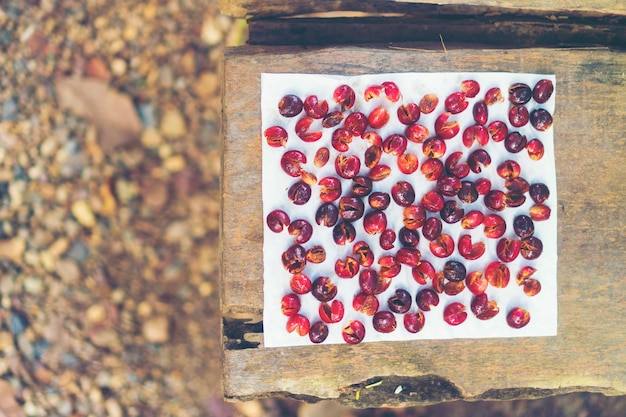 Red cherry coffee beans drying in the sun