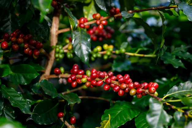 Red Cherry koffiebonen biologisch 100% koffieplant voor de oogst in Chiang Rai Thailand