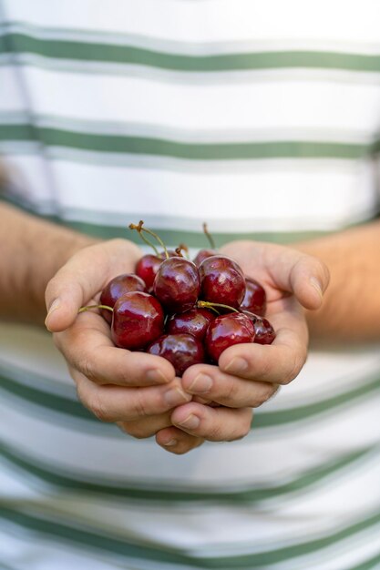 Red cherry man's hands