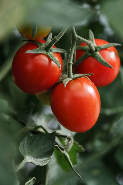 Red cherry tomatoes growing on a branch.