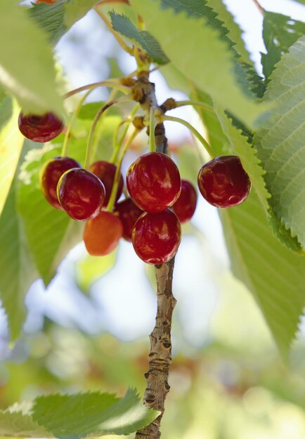 Red cherry on the tree