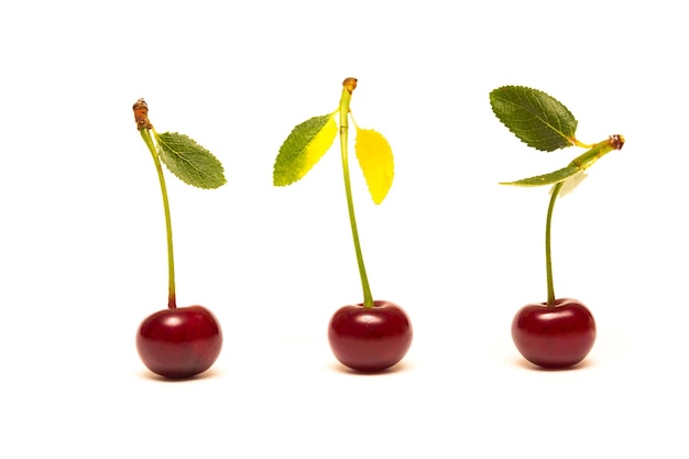 Red cherry on a white background