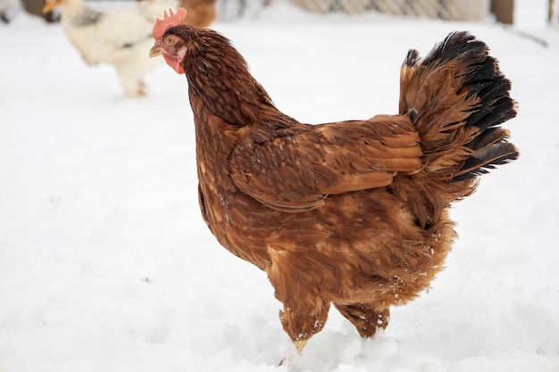 Red chicken on a blurred snowy background