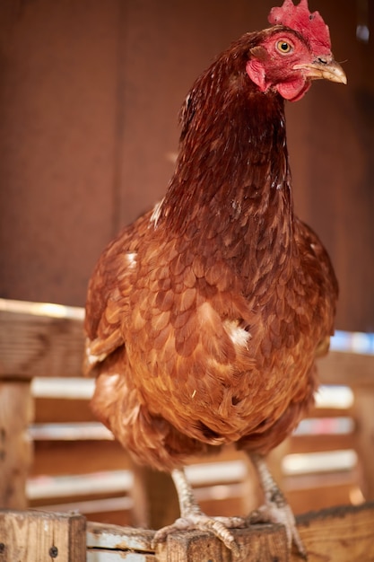 red chicken in the chicken coop on the farm.