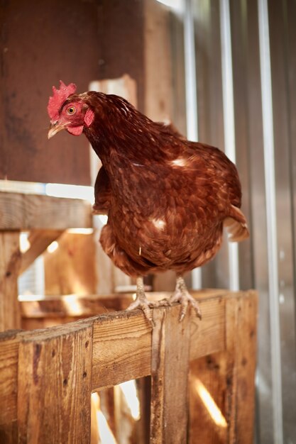 農場の鶏小屋の赤い鶏