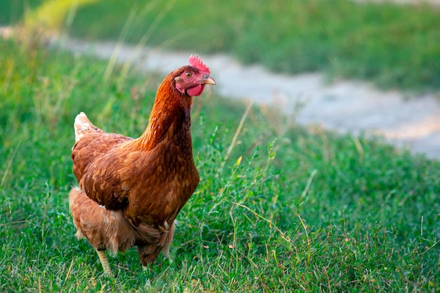 Red chicken close-up on a background of grass.