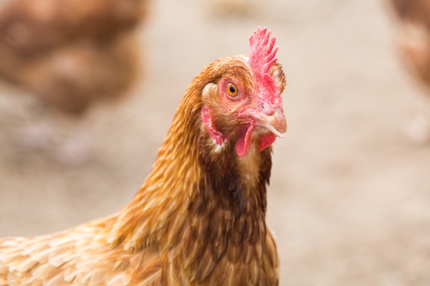 Red chicken looks into the frame