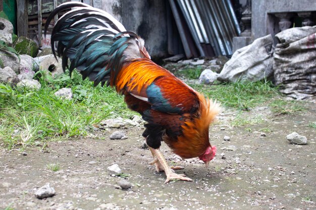 Red chickens are fed rice grains in the yard