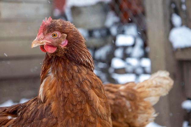 Red chickens on the snowy ground