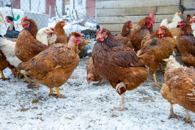 Red chickens on the snowy ground