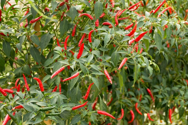 Photo red chili or chilli peppers plant in garden of agricultural plantation farm at countryside in nonthaburi thailand