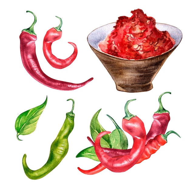 Red chili hot peppers and green leaves watercolor illustration isolated on white