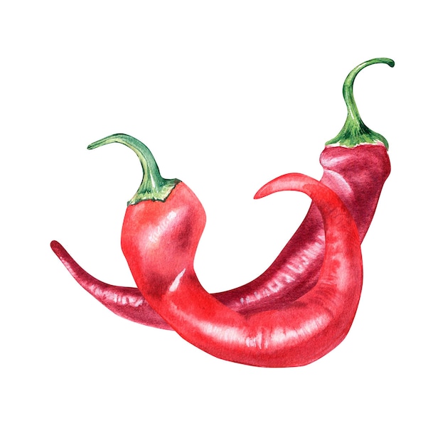 Red chili hot peppers watercolor illustration isolated on white background