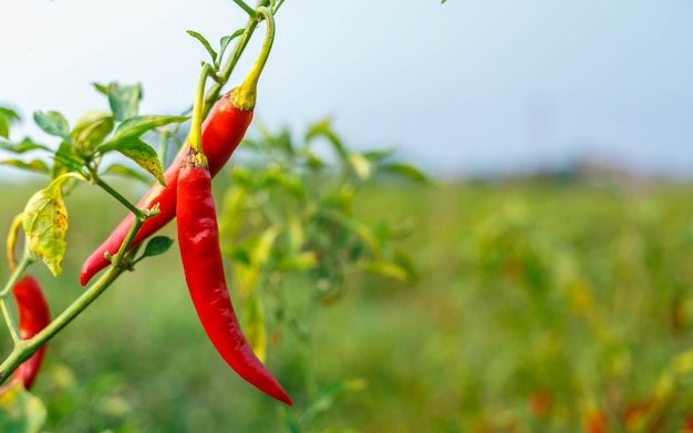 Red chili peppers on the farm