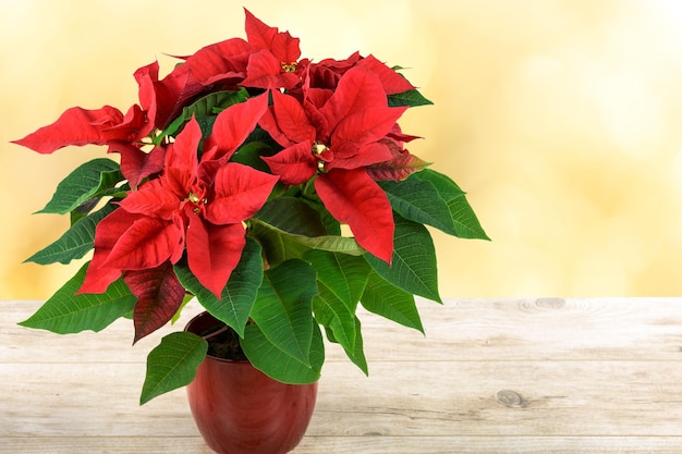 Foto supporto per fiori poinsettia di natale rosso su un tavolo di legno e sullo sfondo di luci sfocate gialle