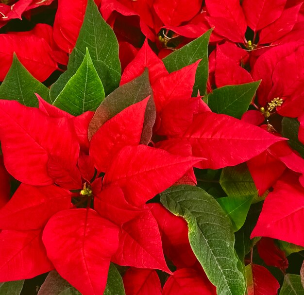 Red Christmas Poinsettia Flowers. Background, texture