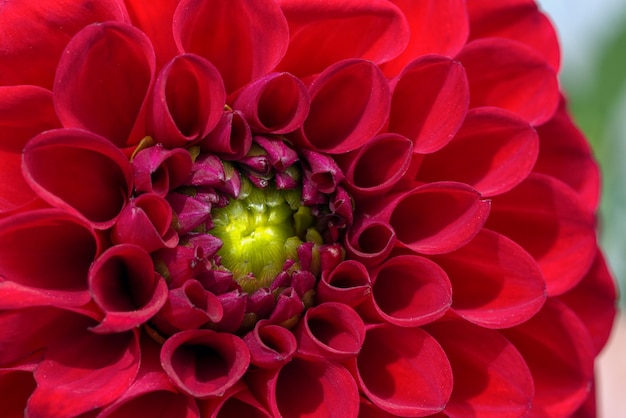 Red chrysanthemum flower close up macro photo