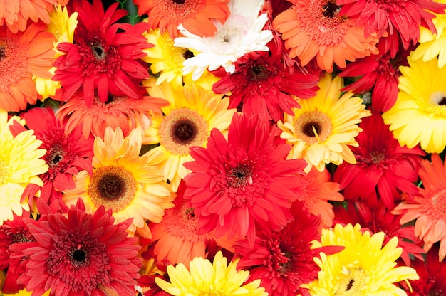 Red Chrysanthemum flower in garden tropical country