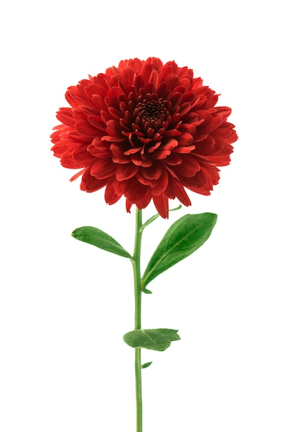 Photo red chrysanthemum flower