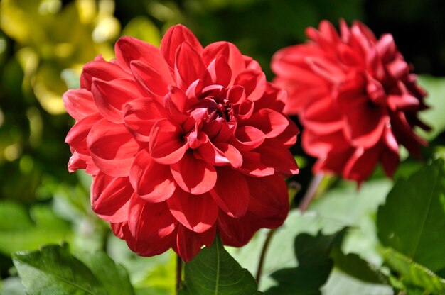 庭で焦点が合っている赤い菊と焦点が合っていない別の菊