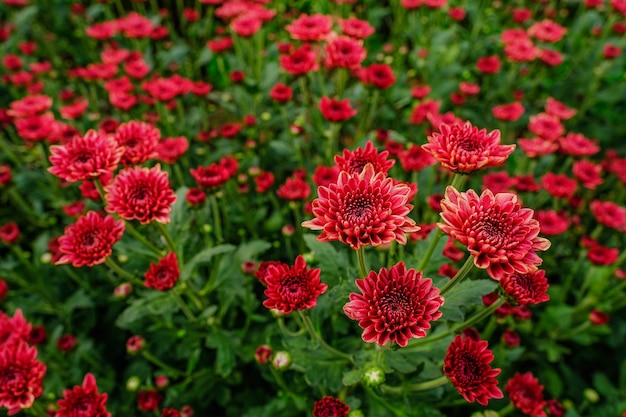 Red chrysanthemum in the garden