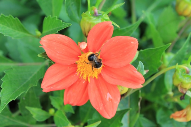 赤い菊は、孤立した背景に菊の花のボールに友達を招待します